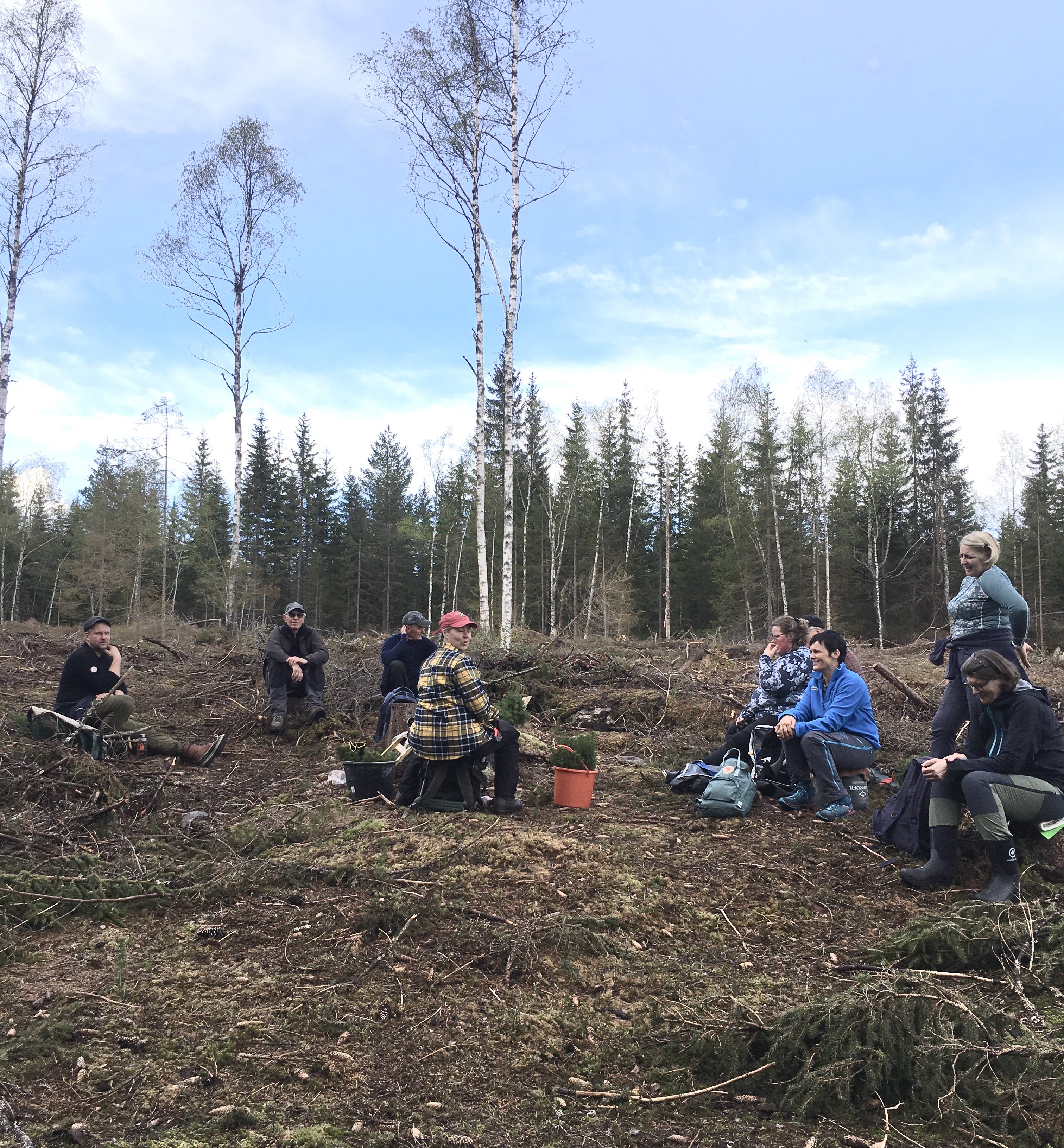 Artikkelbilde til artikkelen Skogplanting
